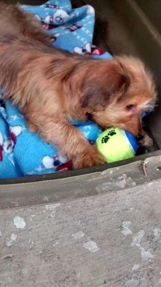 Cachorro ra a Sem raça definida idade 2 a 6 meses nome Dudu