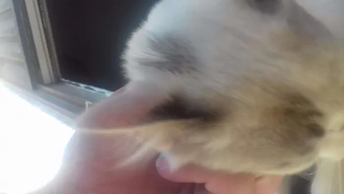 Gato ra a ...não faço ideia idade Abaixo de 2 meses nome sem nome (mingau)