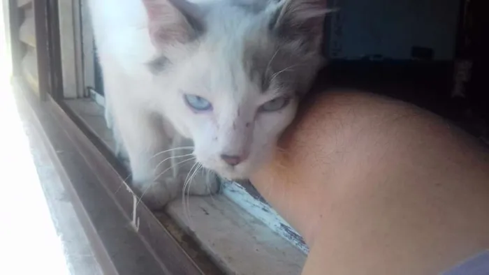 Gato ra a ...não faço ideia idade Abaixo de 2 meses nome sem nome (mingau)
