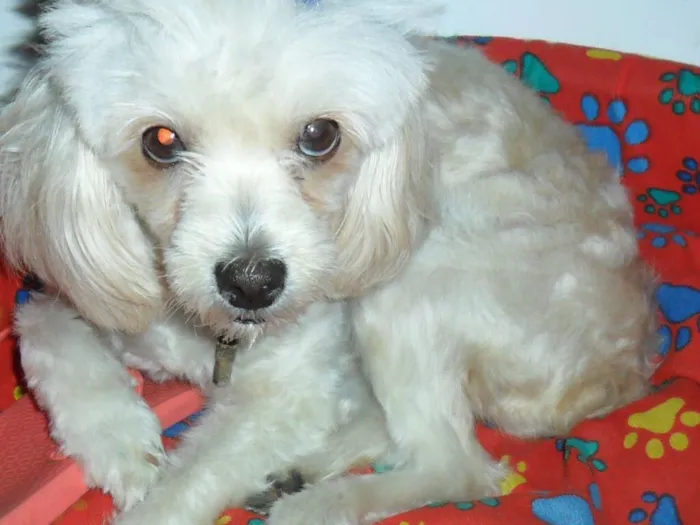 Cachorro ra a Poodle idade 6 ou mais anos nome Maia
