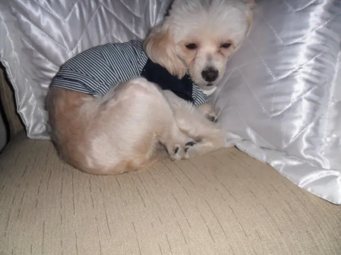 Cachorro ra a Poodle idade 6 ou mais anos nome Maia