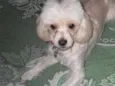 Maia