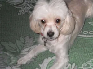 Cachorro raça Poodle idade 6 ou mais anos nome Maia
