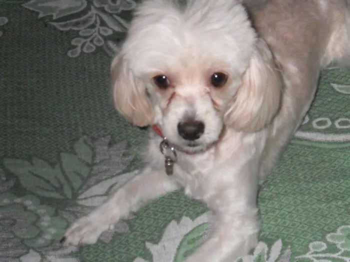 Cachorro ra a Poodle idade 6 ou mais anos nome Maia