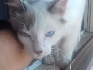 Gato raça ...não faço ideia idade Abaixo de 2 meses nome sem nome (mingau)