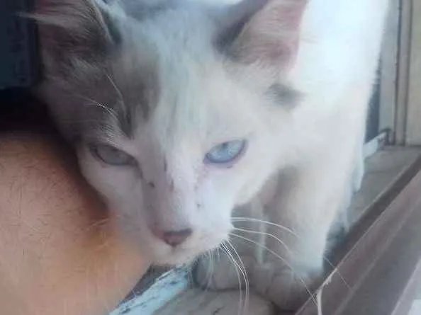 Gato ra a ...não faço ideia idade Abaixo de 2 meses nome sem nome (mingau)