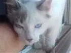Gato raça ...não faço ideia idade Abaixo de 2 meses nome sem nome (mingau)