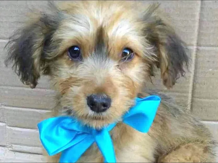 Cachorro ra a Sem raça definida idade 2 a 6 meses nome Dudu