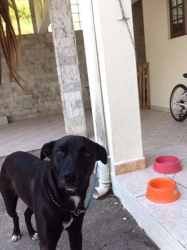 Cachorro ra a Indefinida idade 1 ano nome Luna