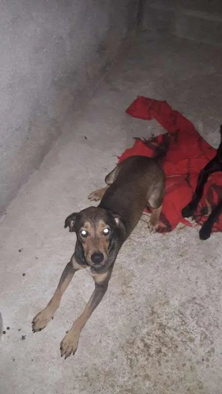 Cachorro ra a Vira-lata idade 2 anos nome Dean e Sam