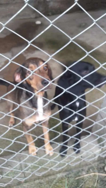 Cachorro ra a Vira-lata idade 2 anos nome Dean e Sam