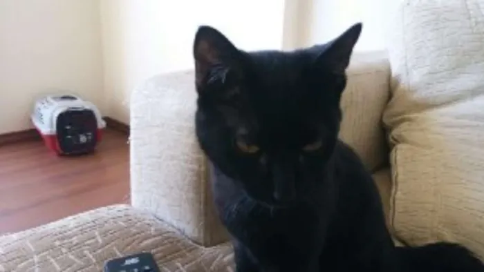 Gato raça  idade 2 a 6 meses nome Razuka