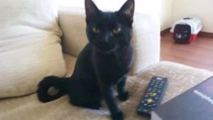 Gato raça  idade 2 a 6 meses nome Razuka