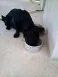belinha,toleli,ronzi