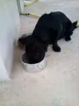 belinha,toleli,ronzi