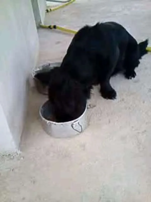 Cachorro raça Pit-Bull idade 4 anos nome belinha,toleli,ronzi