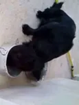 belinha,toleli,ronzi