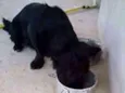 belinha,toleli,ronzi