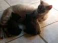 Chuquita