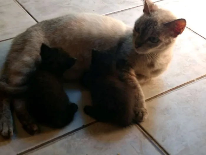 Gato ra a  idade  nome Chuquita