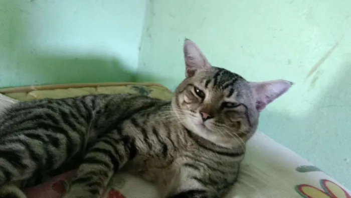 Gato ra a  idade  nome William