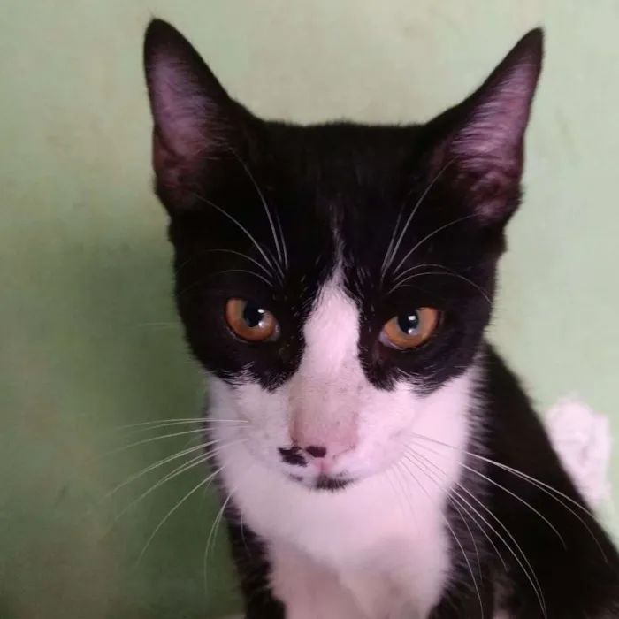 Gato ra a  idade  nome Tonico