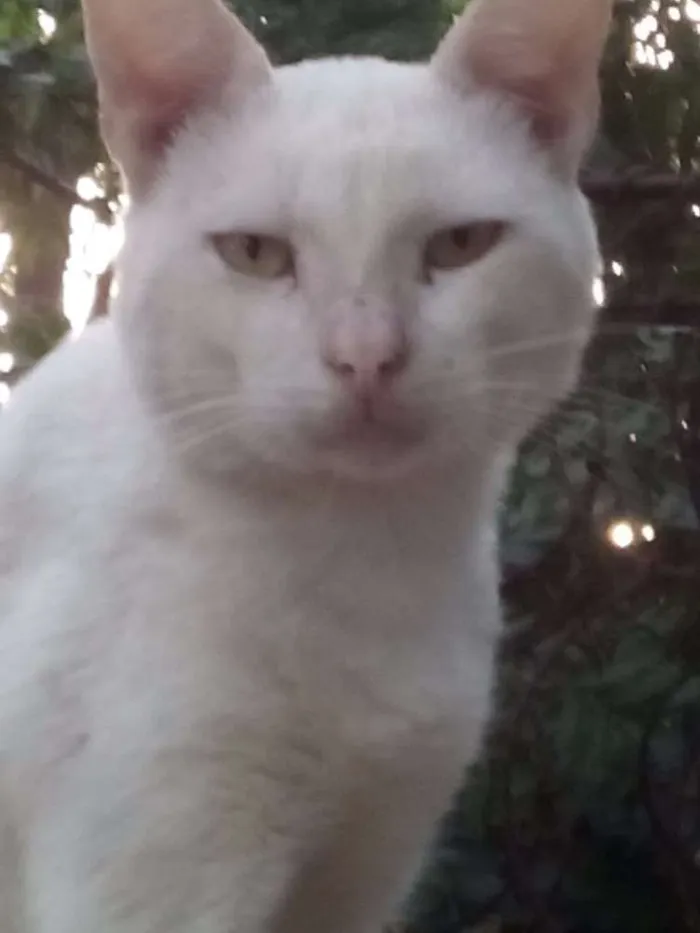 Gato ra a  idade  nome cheu