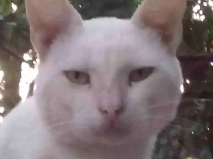 Gato ra a  idade  nome cheu