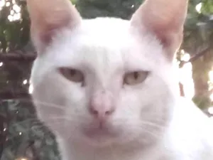 Gato raça  idade  nome cheu