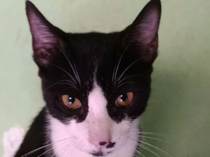 Gato ra a  idade  nome Tonico