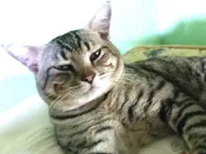 Gato raça  idade  nome William