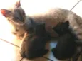 Chuquita