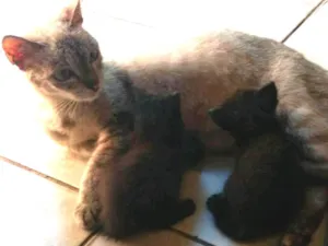 Gato raça  idade  nome Chuquita