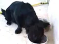 belinha,toleli,ronzi