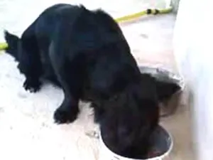 Cachorro raça Pit-Bull idade 4 anos nome belinha,toleli,ronzi