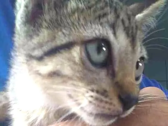 Gato ra a indefinida idade Abaixo de 2 meses nome indefinido
