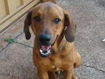 Cachorro ra a Vira lata  idade 7 a 11 meses nome Não tem nome