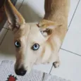 Mel