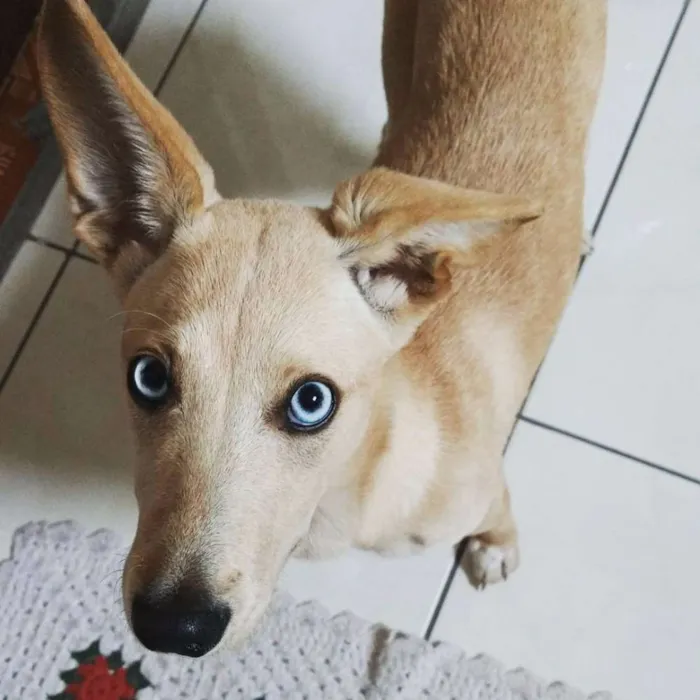 Cachorro ra a SRD idade 2 a 6 meses nome Mel