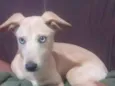Mel