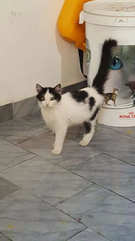 Gato ra a SRD idade 2 a 6 meses nome Noah