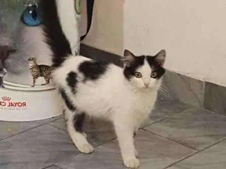 Gato ra a SRD idade 2 a 6 meses nome Noah