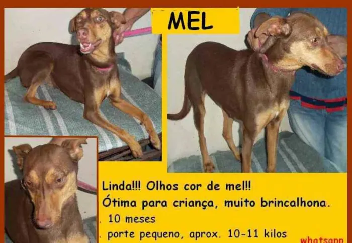 Cachorro ra a SRD idade 7 a 11 meses nome MEL