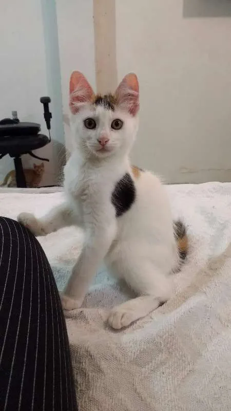 Gato raça SRD idade 2 a 6 meses nome sem nome