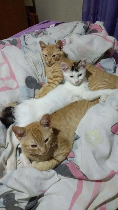 Gato raça SRD idade 2 a 6 meses nome sem nome