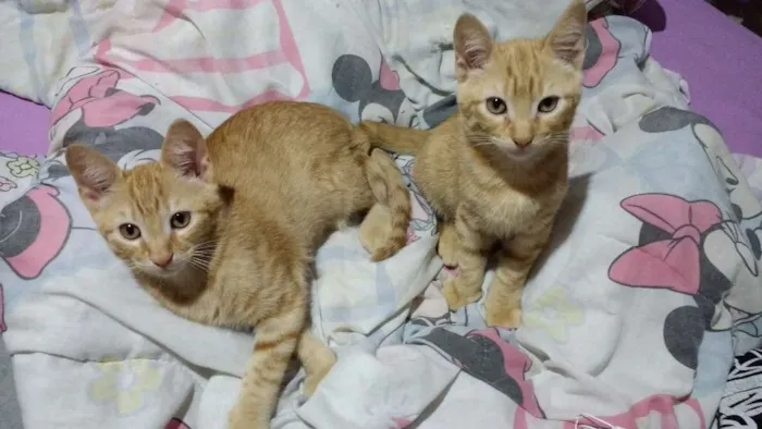 Gato raça SRD idade 2 a 6 meses nome sem nome