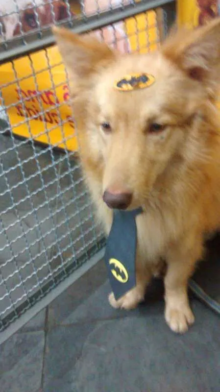 Cachorro ra a mix idade 2 anos nome Batman