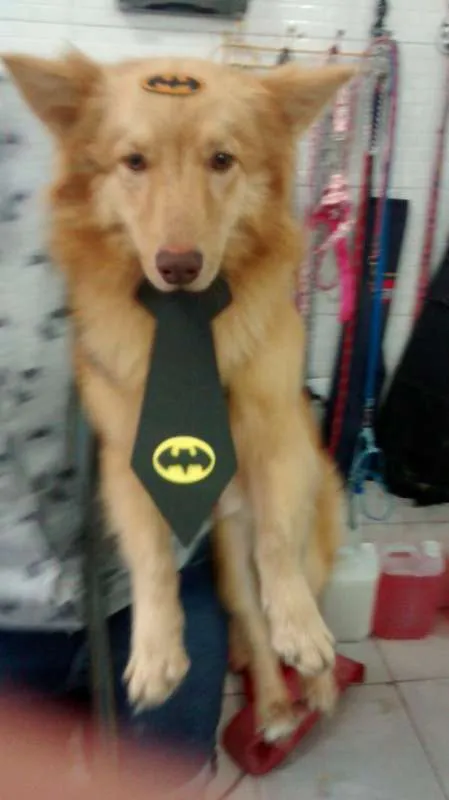 Cachorro ra a mix idade 2 anos nome Batman