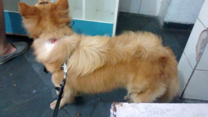 Cachorro ra a mix idade 2 anos nome Batman