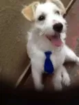 TEKO